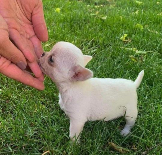 Well trained puppies