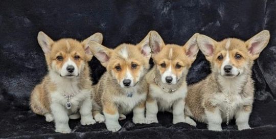 Welsh Corgi (Pembroke)