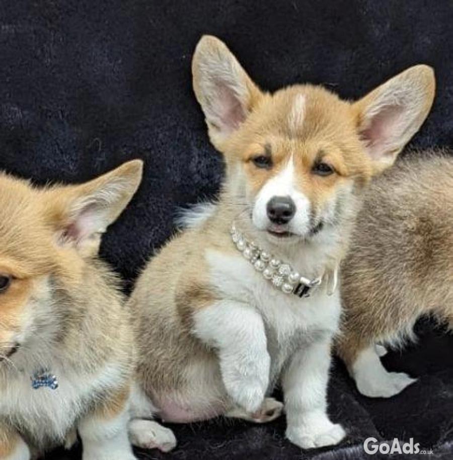 Welsh Corgi (Pembroke)
