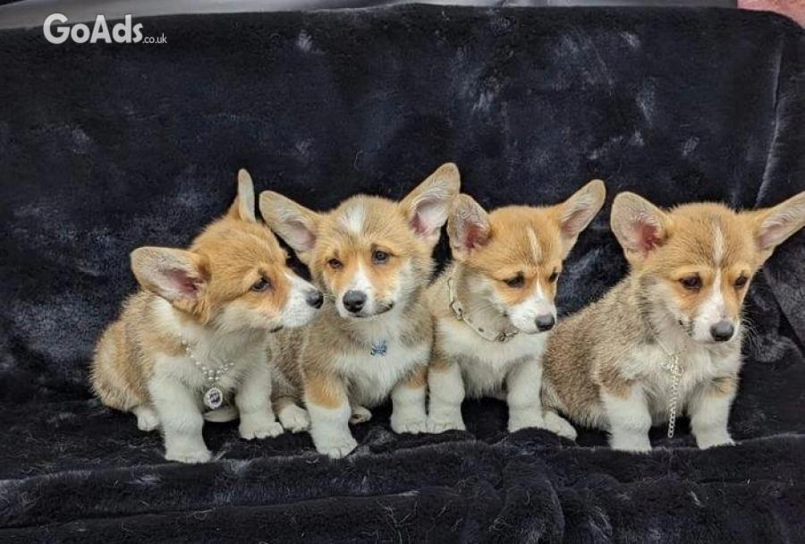 Welsh Corgi (Pembroke)