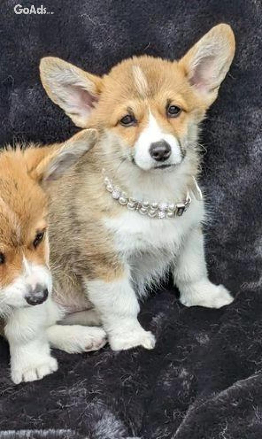 Welsh Corgi (Pembroke)