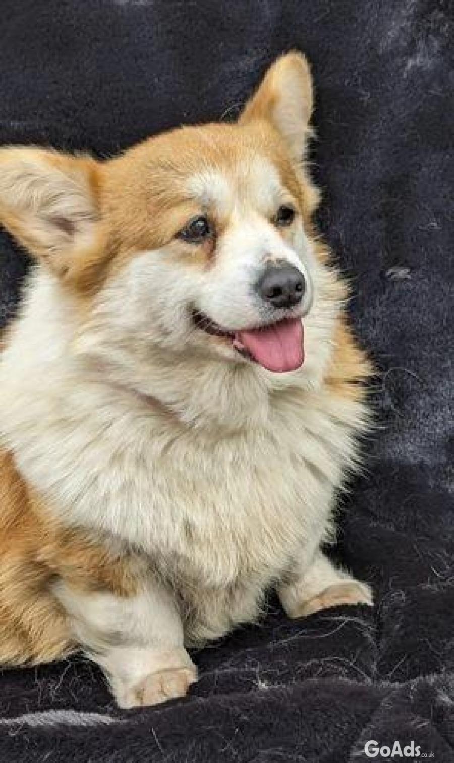 Welsh Corgi (Pembroke)