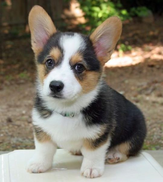 Welsh Corgi Puppies for sale