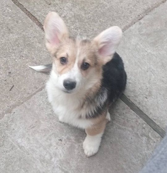 Welsh Corgi puppies for sale