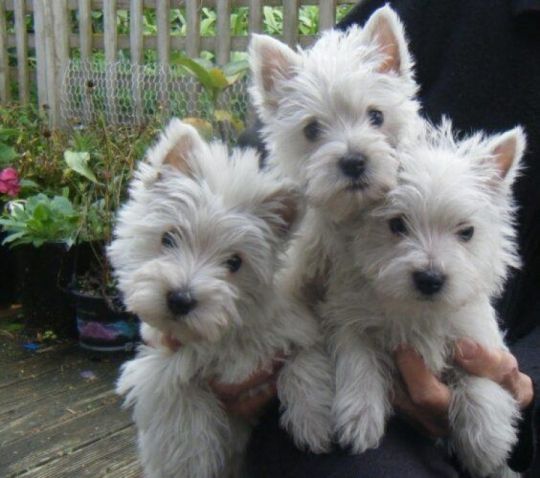 West Highland puppies