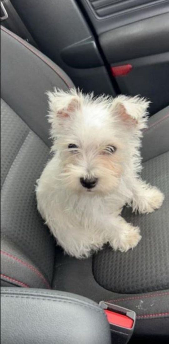 🐾 West Highland Terrier Puppies for Adoption 🐾