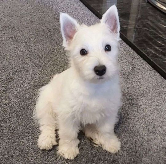 West highland terrier puppy’s