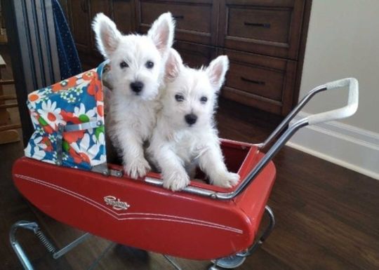 West Highland Terrier Pups