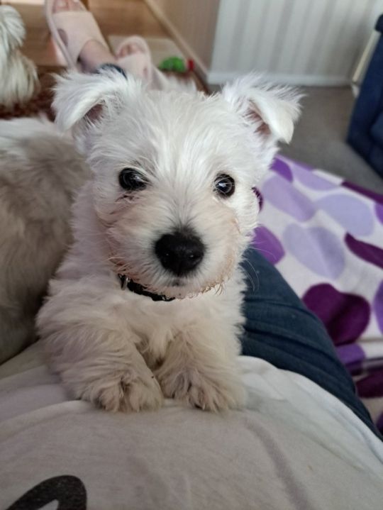 Westhighland terrier puppies