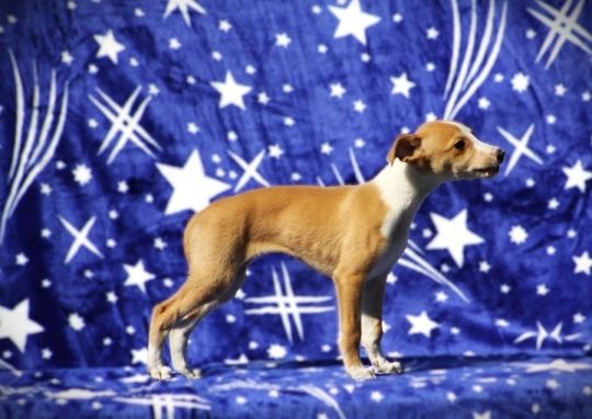 Whippet puppies available......