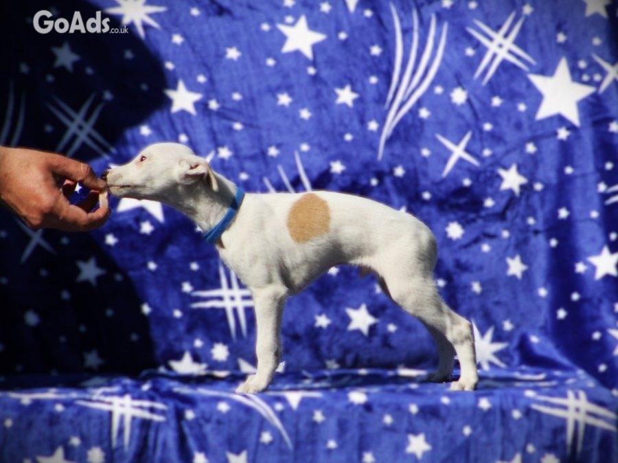 Whippet puppies available......