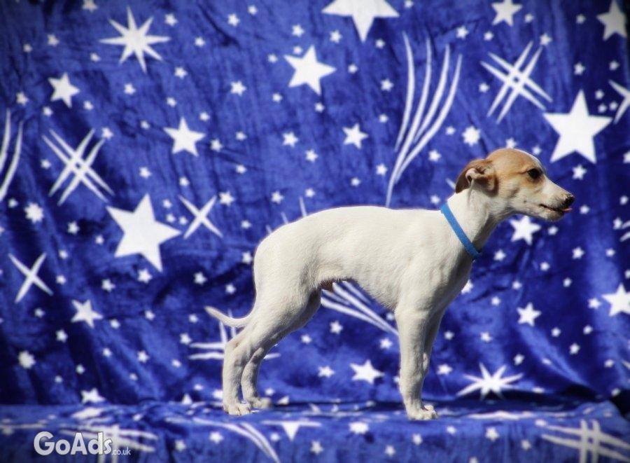 Whippet puppies available......