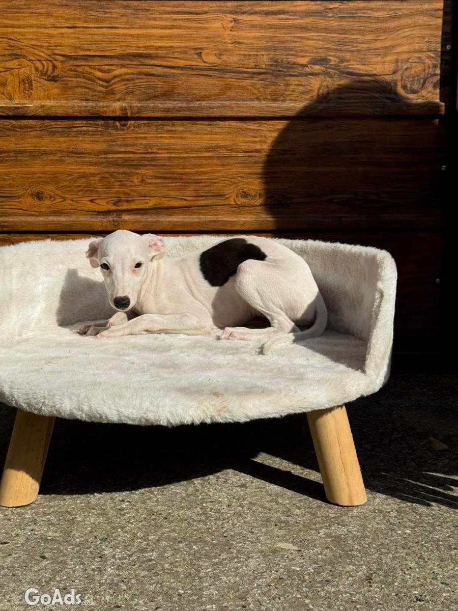 Whippet puppies