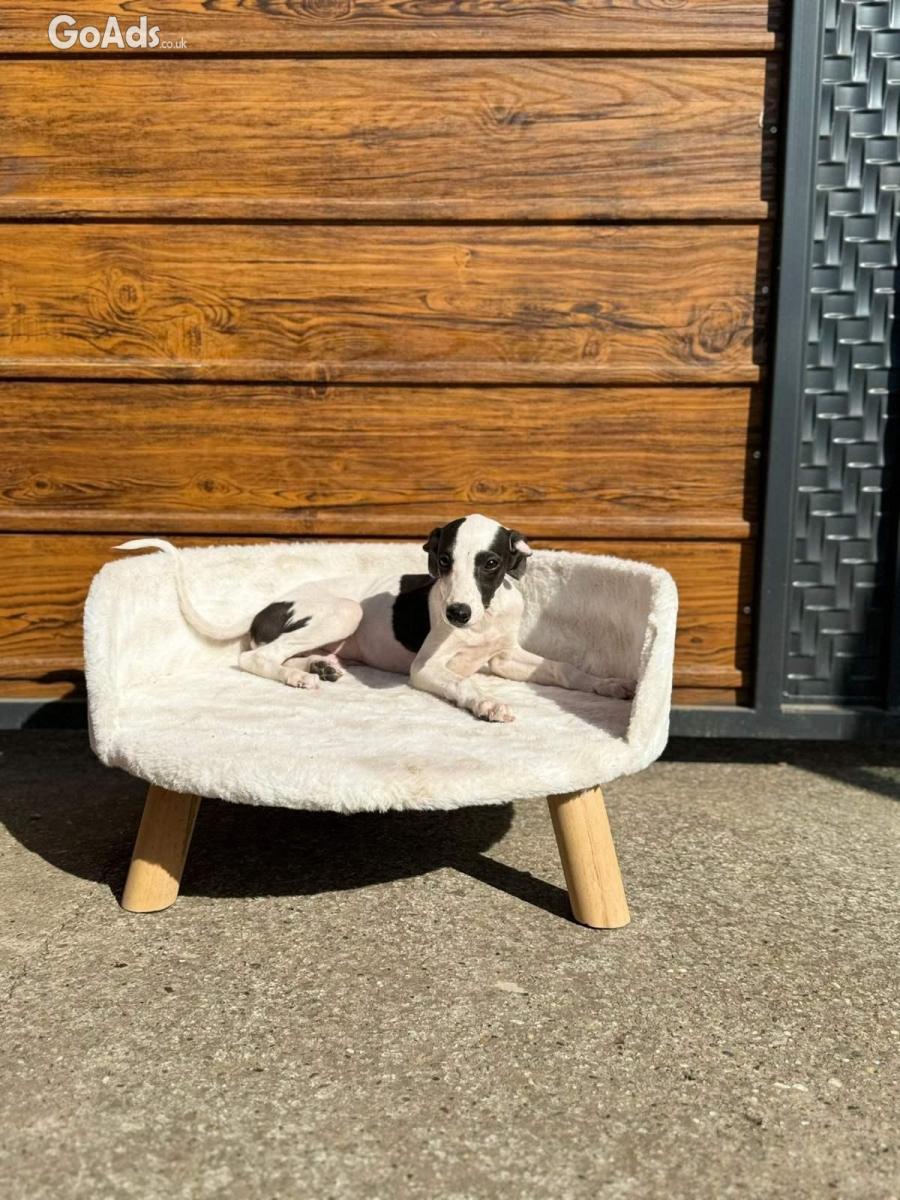 Whippet puppies