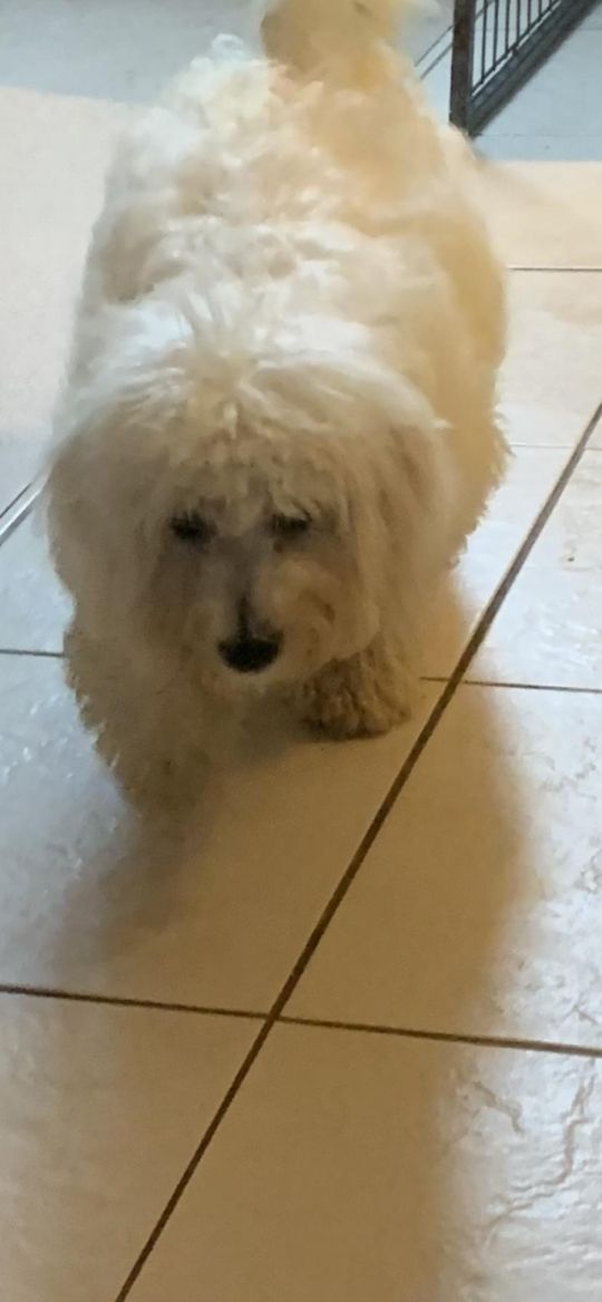 White male cavachon 6 months old