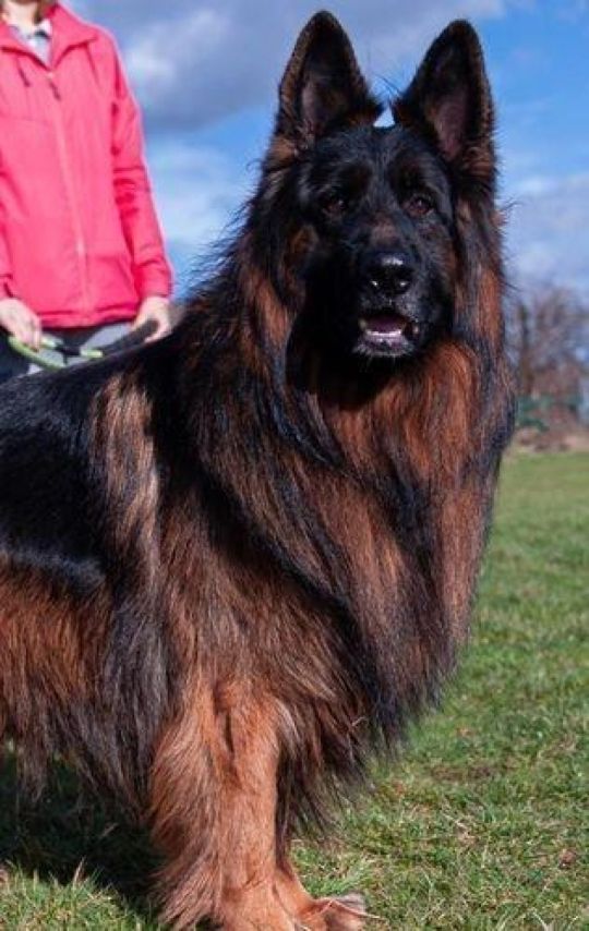 Wonderful longhaired german shepherd pups rich color blk/tan❤️