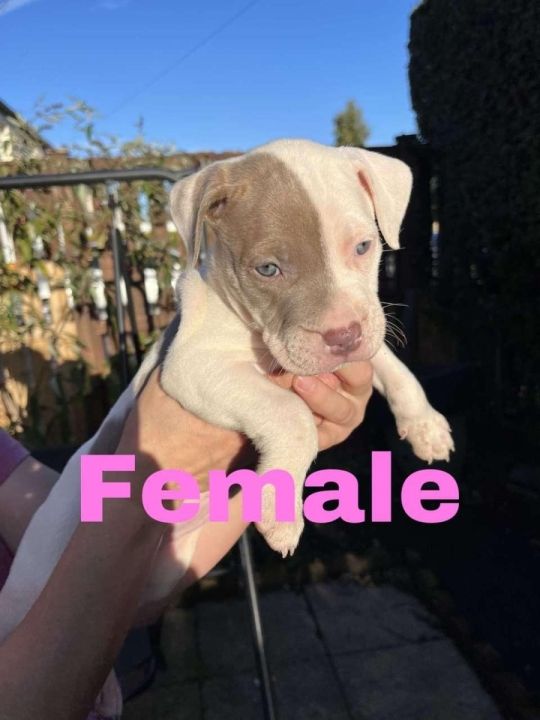 Xl bully puppies strong active adorable