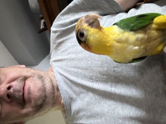 Yellow thigh caique