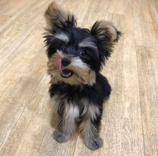 Yorkie dogs available