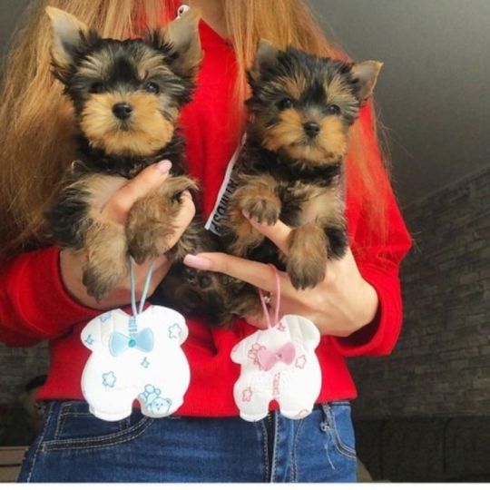 Yorkie puppies available