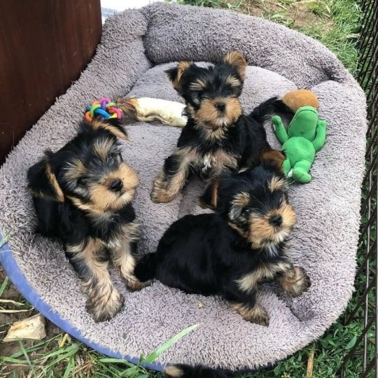 Yorkie Puppies for Sale
