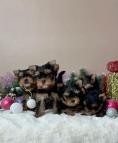 Yorkie puppies