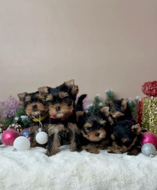 Yorkie puppies