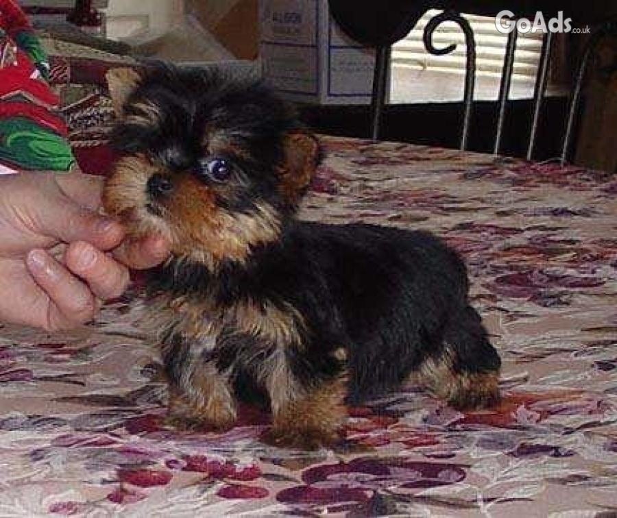 Yorkie Terrier  puppies for adoption