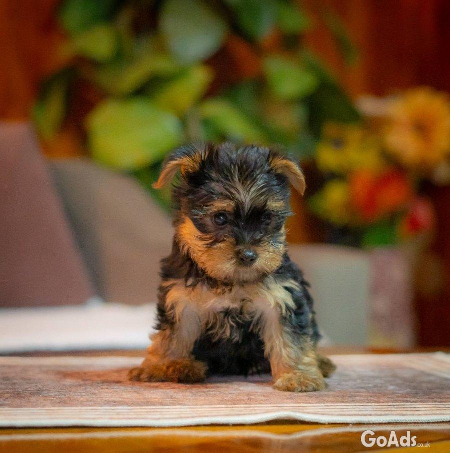 Yorkie-Yoksir terrier puppies