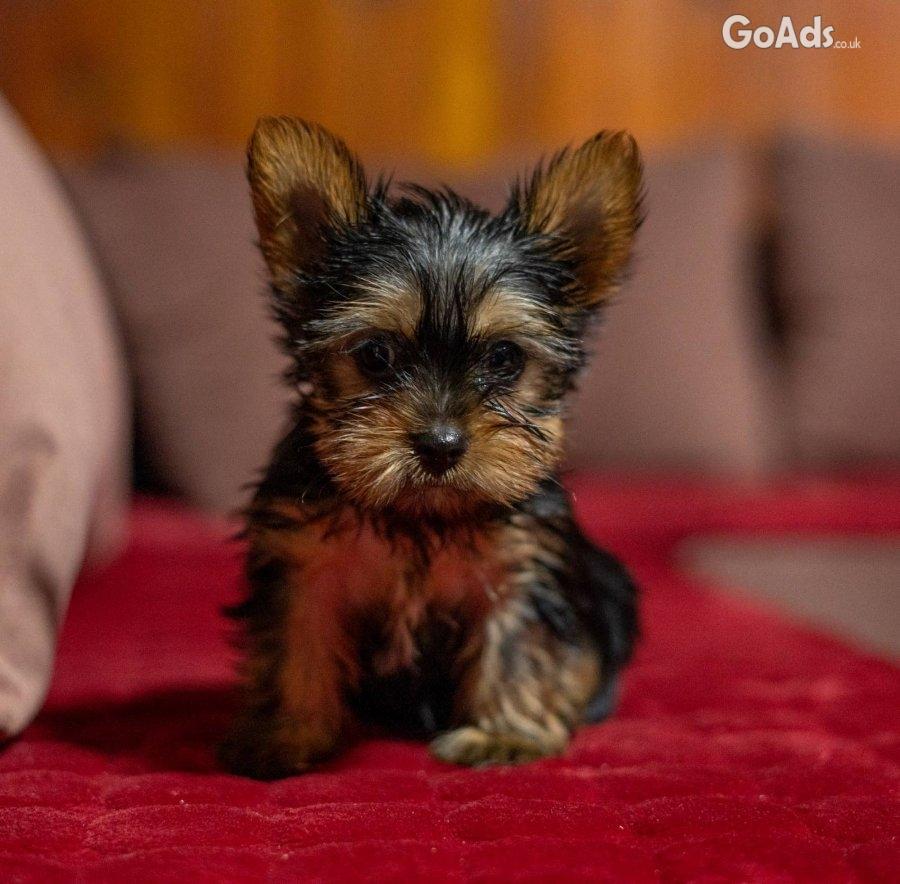 Yorkie-Yoksir terrier puppies