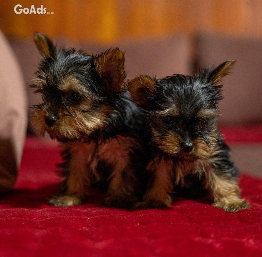 Yorkie-Yoksir terrier puppies