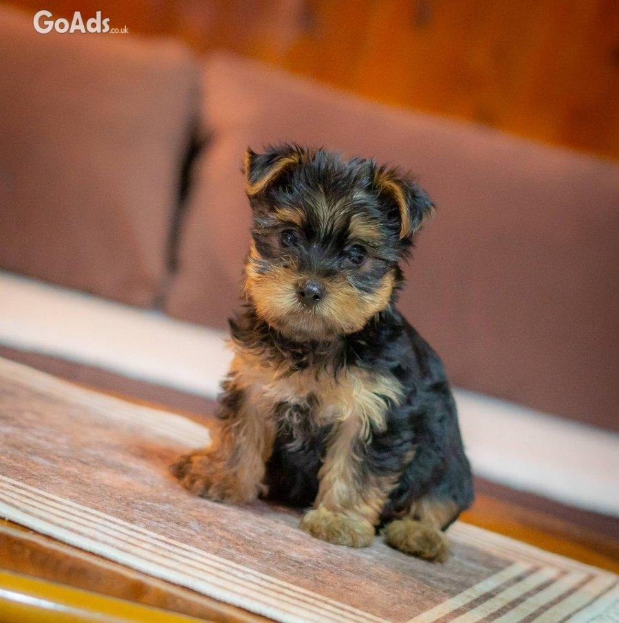 Yorkie-Yoksir terrier puppies