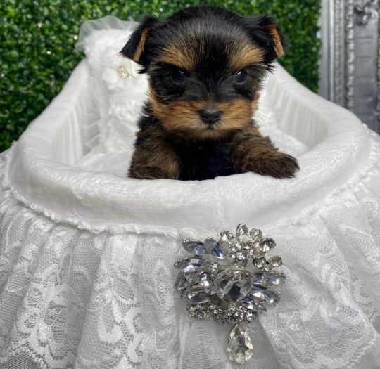 Yorkiepoo puppies Available