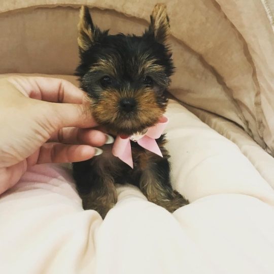 Yorkiepoo puppies for sale