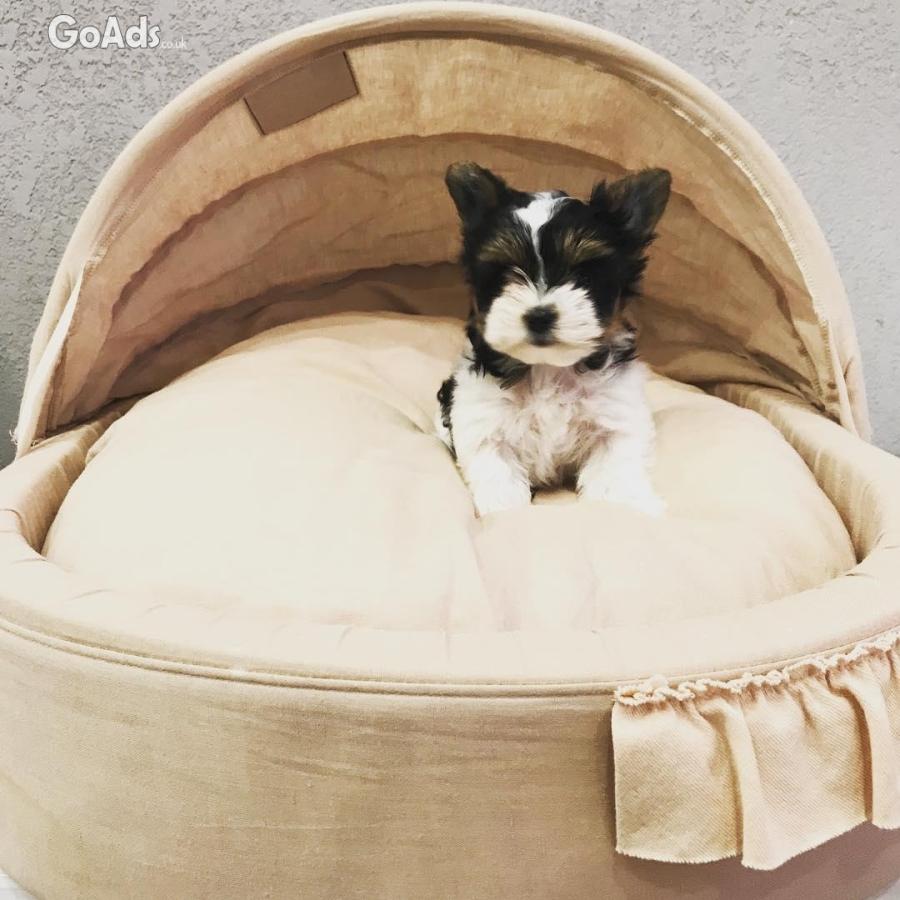 Yorkiepoo puppies for sale