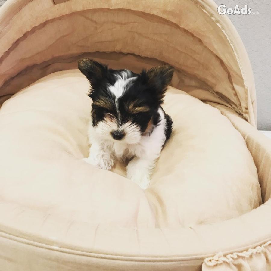 Yorkiepoo puppies for sale