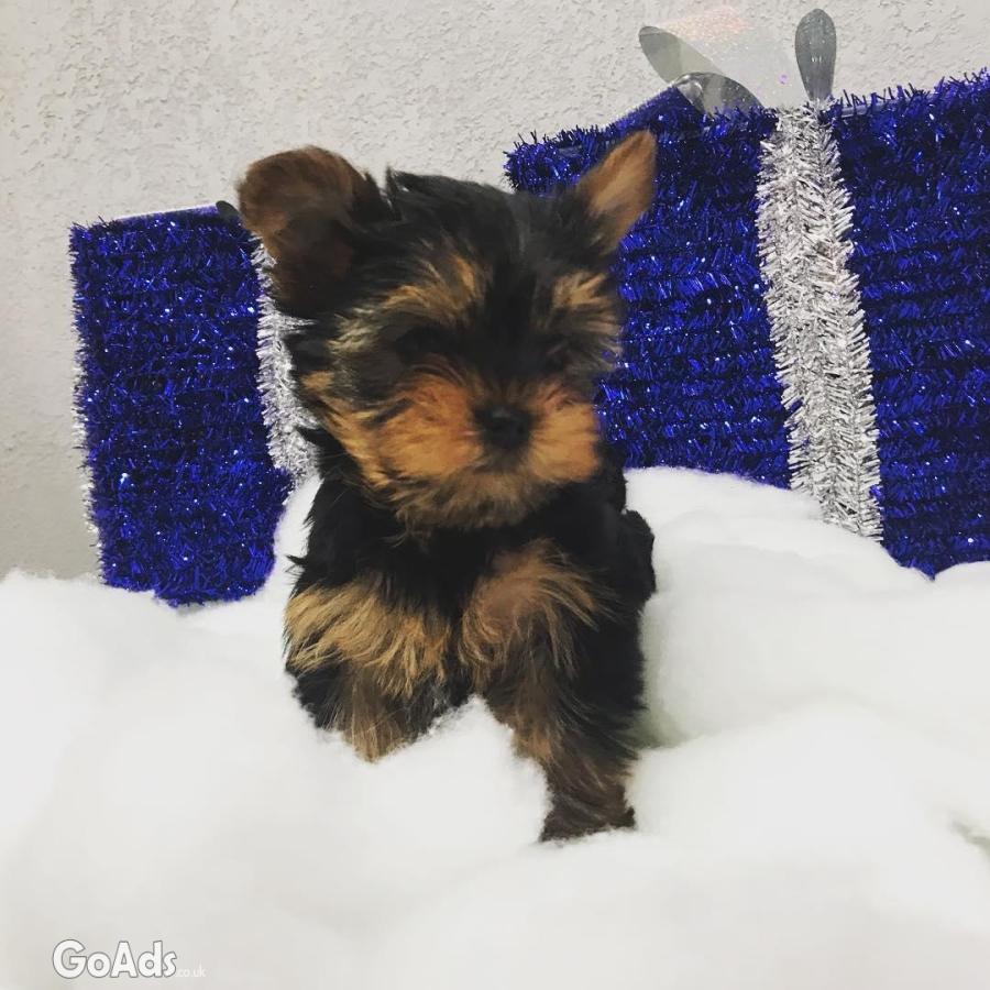 Yorkiepoo puppies for sale