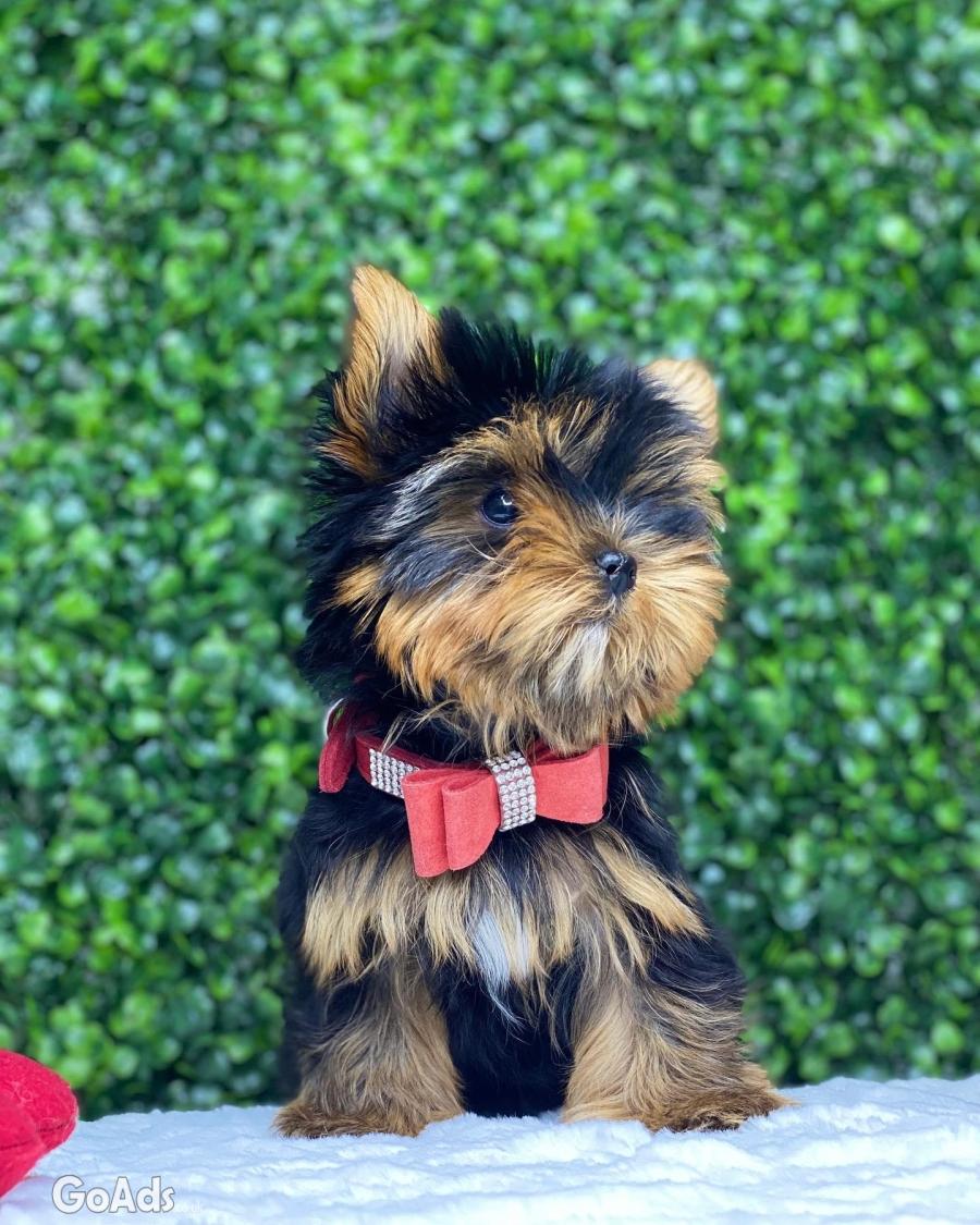 Yorkiepoo puppies for sale