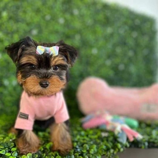Yorkiepoo Pups (Yorkshire Terrier x Toy Poodle)