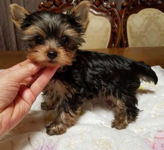 Yorkies puppies for rescue
