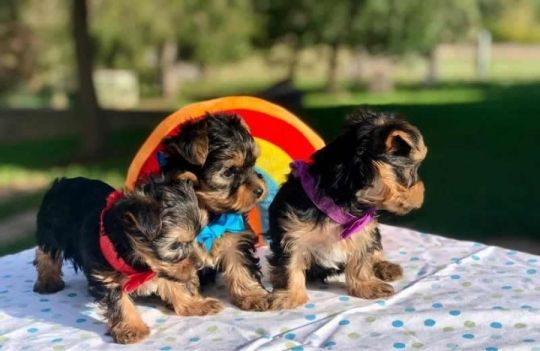 Yorkshire terrier puppies for adoption sale