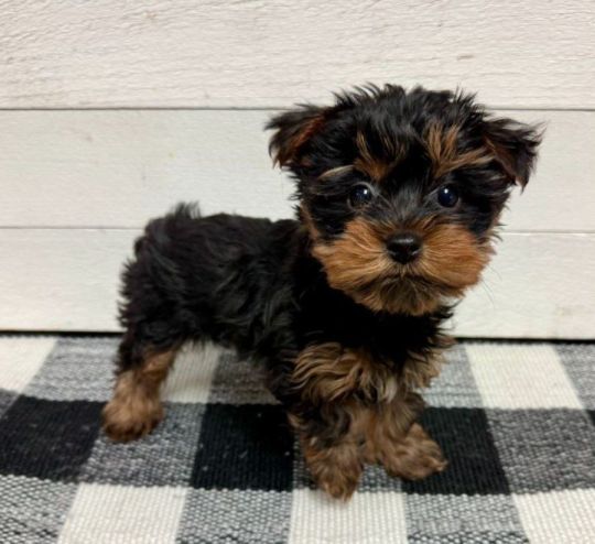 Yorkshire Terrier Puppies for Adoption
