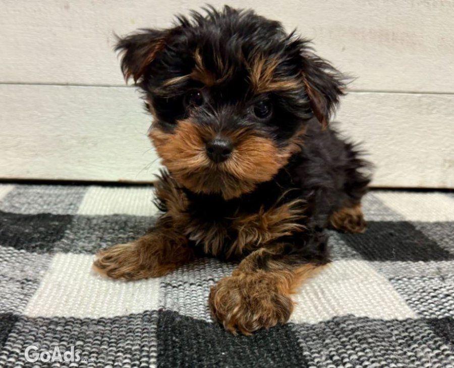 Yorkshire Terrier Puppies for Adoption