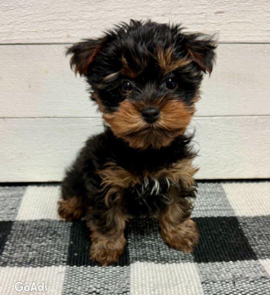 Yorkshire Terrier Puppies for Adoption