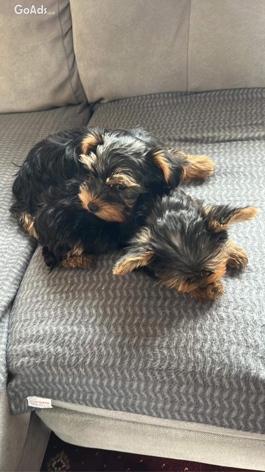 Yorkshire terrier puppies for sale