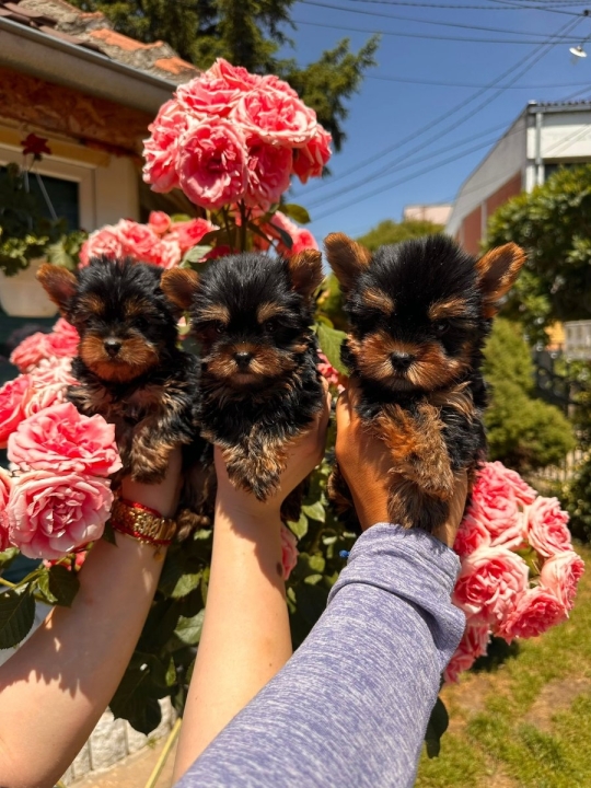 Yorkshire terrier puppies for sale.....