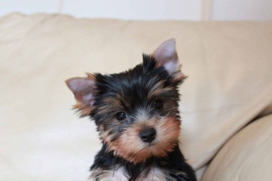 Yorkshire terrier puppies M/F