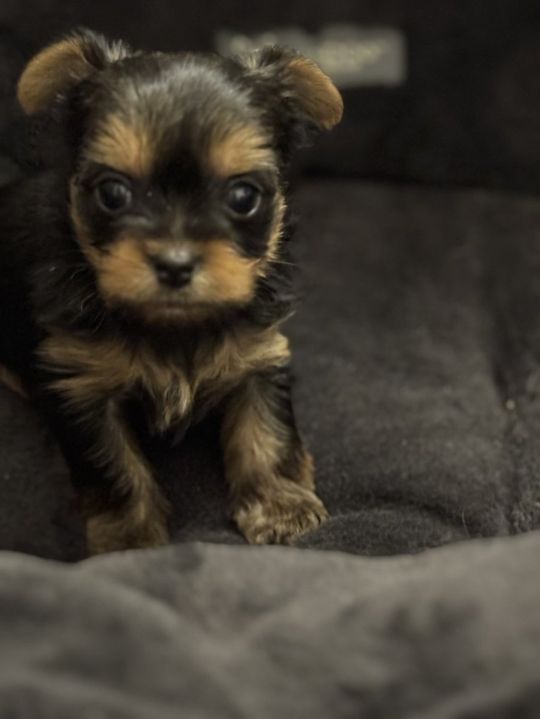Yorkshire terrier puppies