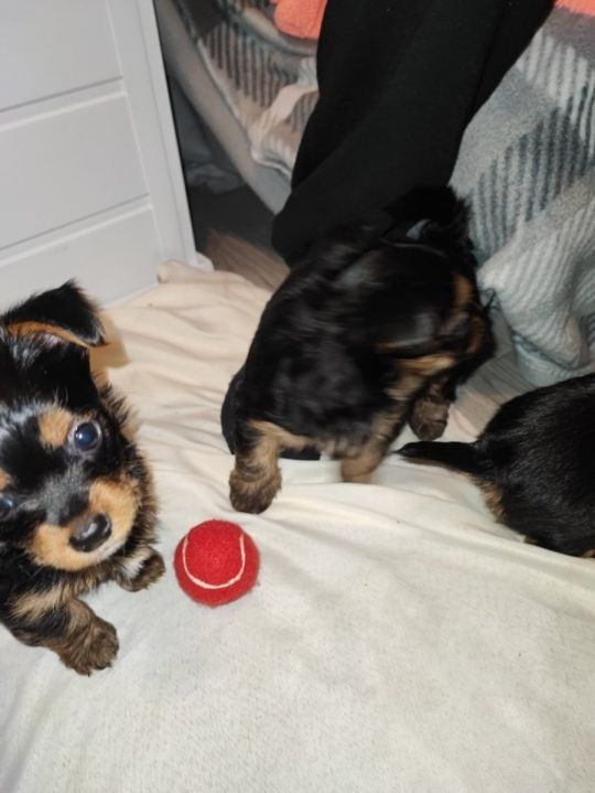 Yorkshire terrier pups