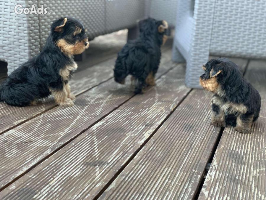 Yorkshire terriers for sale
